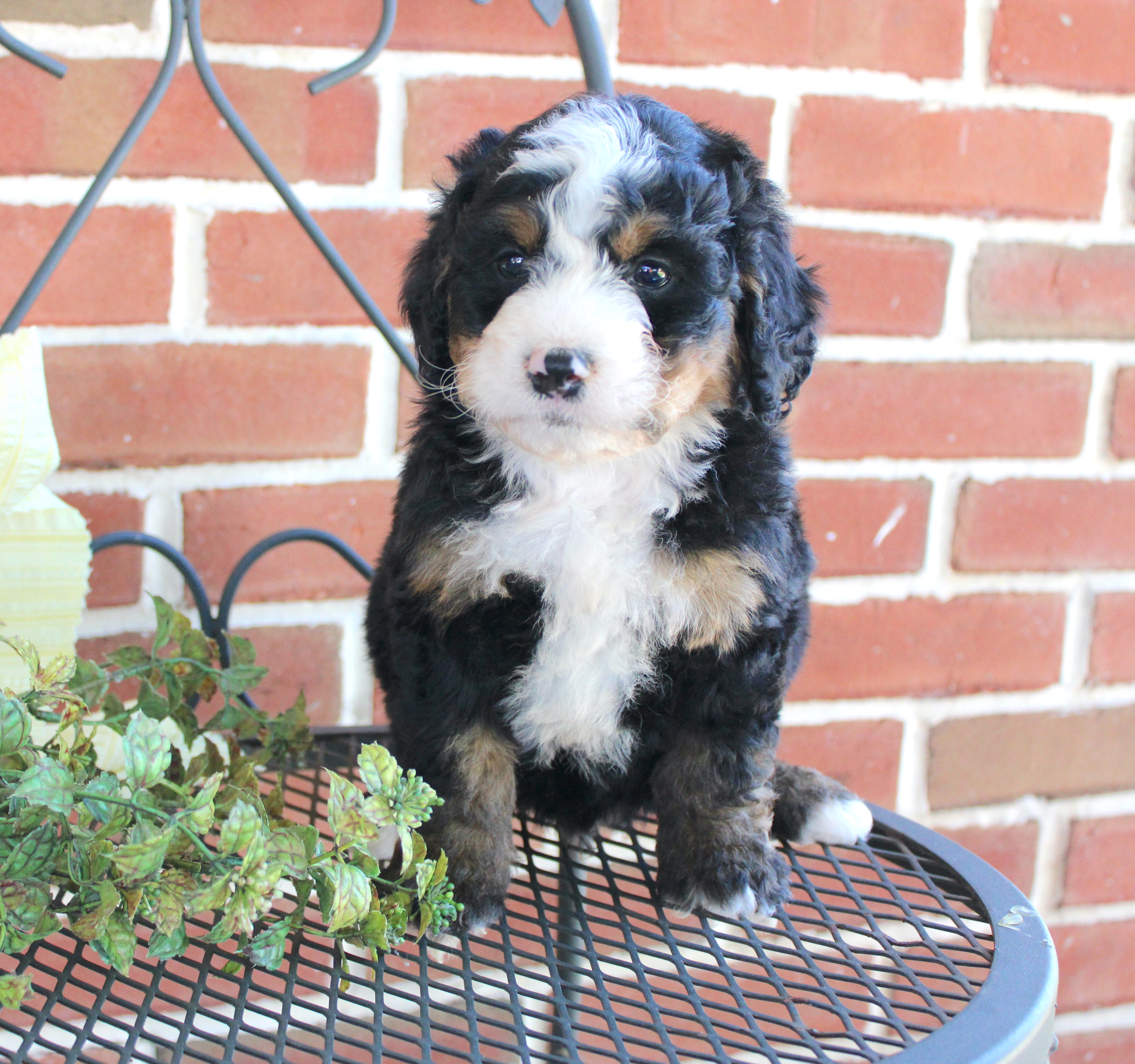 puppy, for, sale, Mini Bernedoodle, Emanuel  Glick, dog, breeder, Bird-In-Hand, PA, dog-breeder, puppy-for-sale, forsale, nearby, find, puppyfind, locator, puppylocator, aca